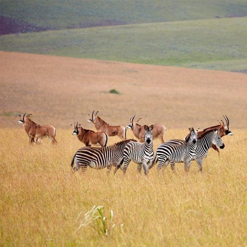 Nyika National Park plateau, rolling grassland under open sky