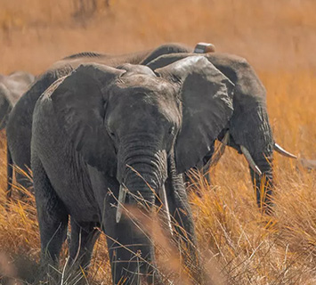 Elephants and antelope grazing in a Malawian protected area at first light